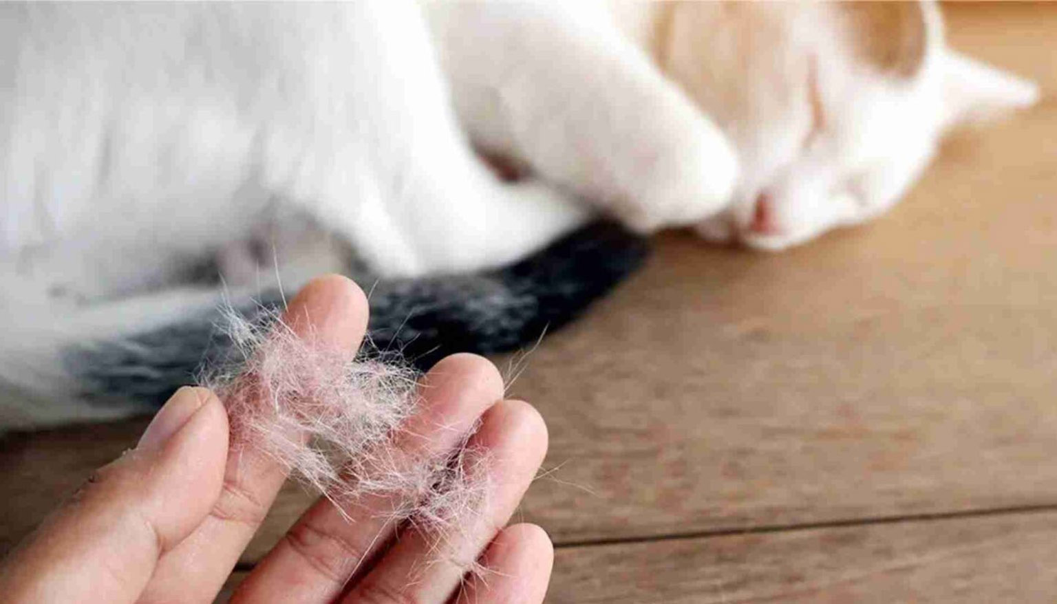 ¿Por qué mi gato está derramando tanto?