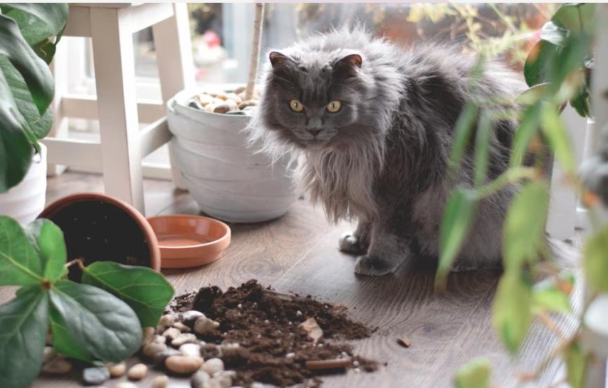 Por qué los gatos eliminan las mesas (y lo que realmente están pensando)