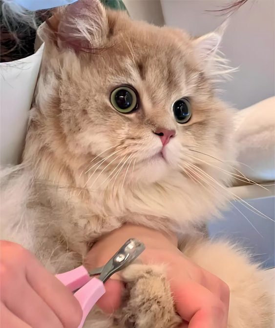 Productos de aseo de gatos: manteniendo a su gatito limpio y cómodo