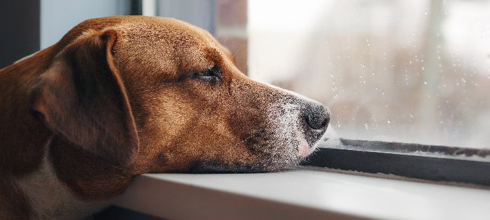 ¿Mi mascota está sola? Señales y lo que puede hacer
