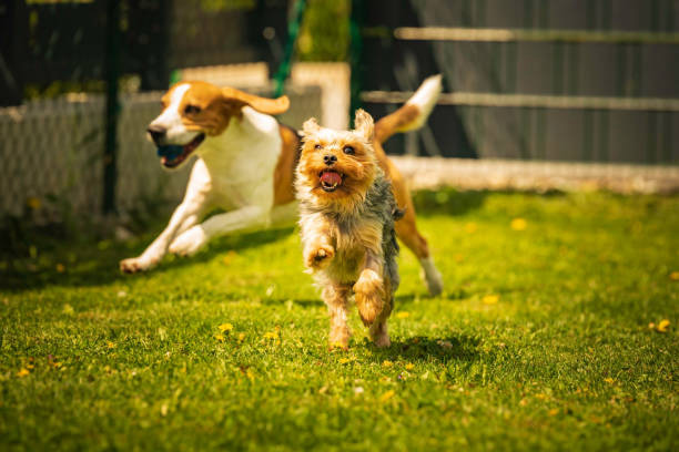 Consejos inteligentes para paseos de perros exitosos: entrena a tu cachorro como un profesional